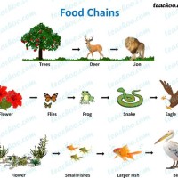 Food Chain Chart Animals