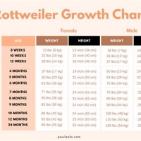 Food Chart For Rottweiler Puppies