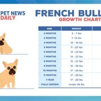 French Bulldog Growing Chart