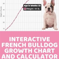 French Bulldog Growth Chart Calculator