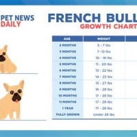 French Bulldog Weight Chart Kg