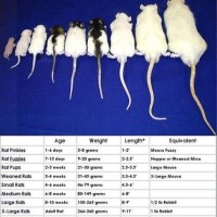 Frozen Feeder Mice Size Chart