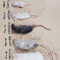 Frozen Mice Size Chart