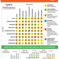 Fruit Tree Grafting Patibility Chart