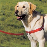 Gentle Leader Easy Walk Harness Size Chart