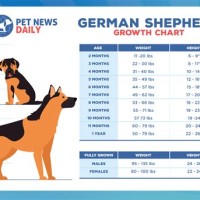 German Shepherd Growth Chart By Height And Age