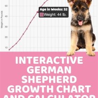 German Shepherd Growth Chart Calculator