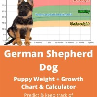 German Shepherd Puppy T Chart