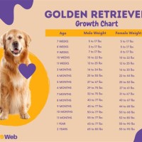 Golden Retriever Growth Chart Kg