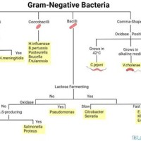 Gram Negative Bacteria Flow Chart