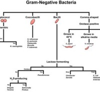 Gram Negative Bacteria Test Flow Chart