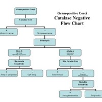 Gram Negative Cocci Bacteria Flow Chart