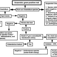 Gram Negative Cocci Identification Flowchart