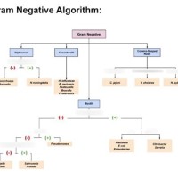 Gram Negative Test Flow Chart