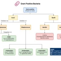 Gram Positive Bacteria Flow Chart