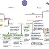 Gram Positive Cocci Flow Chart Identification