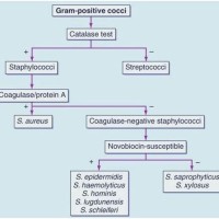 Gram Positive Cocci Flow Chart