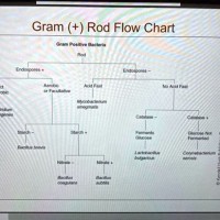 Gram Positive Rod Identification Flowchart