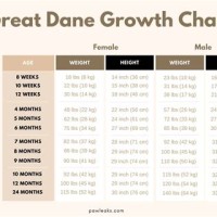 Great Dane Growth Chart By Month