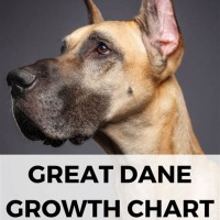 Great Dane Growth Chart By Week