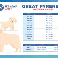 Great Pyrenees Growth Chart - Best Picture Of Chart Anyimage.Org