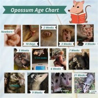 Growth Baby Opossum Age Chart