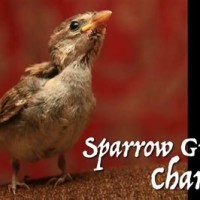 Growth Baby Sparrow Age Chart