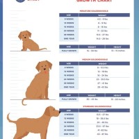 Growth Chart For Goldendoodles