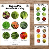 Guinea Pig Food Chart Uk