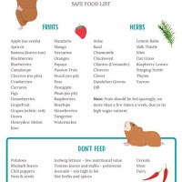 Guinea Pig Fresh Food Chart