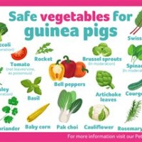 Guinea Pig Fruit And Vegetable Chart