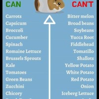 Guinea Pig Fruit Chart