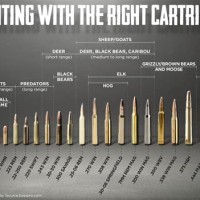 Gun Bullet Size Chart