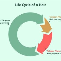 Hair Growth Cycle Chart