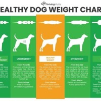 Healthy Dog Weight Chart