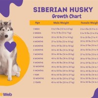 Height And Weight Chart For Siberian Husky