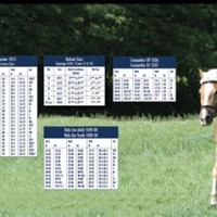 Horseback Riding Pants Size Chart