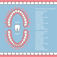 How Are Teeth Numbered On A Dental Chart