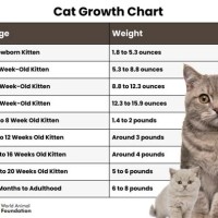 How Big Will My Kitten Get Growth Chart