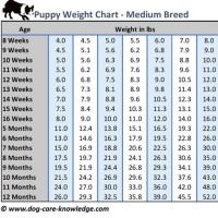 How Big Will My Puppy Get Chart