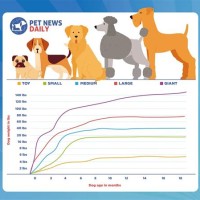 How Big Will My Puppy Get Growth Chart