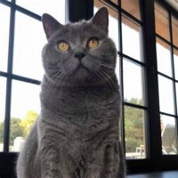 How Can You Tell A Chartreux Cat