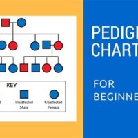 How Do I Make A Pedigree Chart In Word