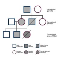 How Do I Make A Pedigree Chart