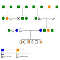 How Do You Create A Pedigree Chart