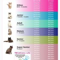 How Do You Tell If Your Cat Is A Chartreux