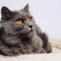 How Long Do Chartreux Cats Live