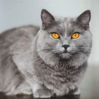 How Long Does A Chartreux Cat Live