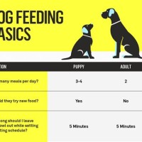 How Much Food Should I Feed My Dog Chart Uk