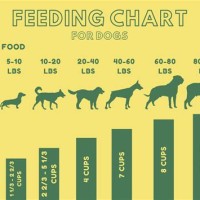 How Much Homemade Food Should I Feed My Dog Chart